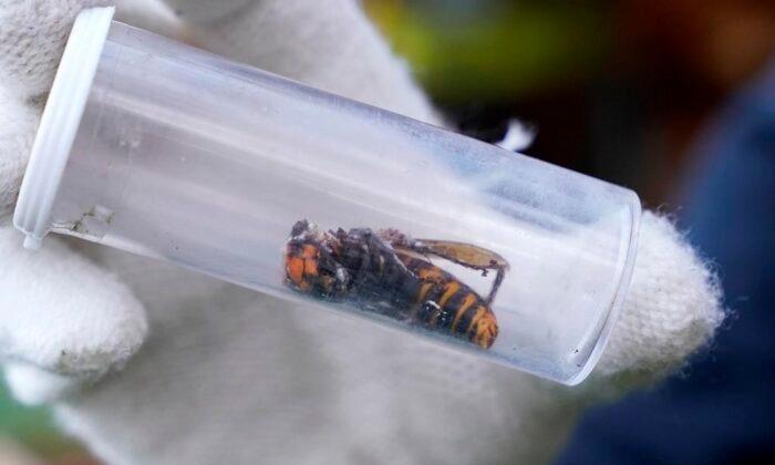 First Live ‘Murder Hornet’ Sighted Near U.S. Canada Border, Say Scientists