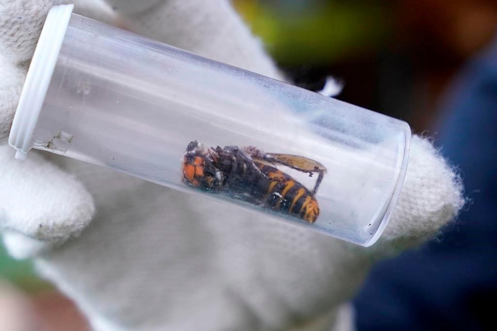 First Live ‘Murder Hornet’ Sighted Near U.S. Canada Border, Say Scientists