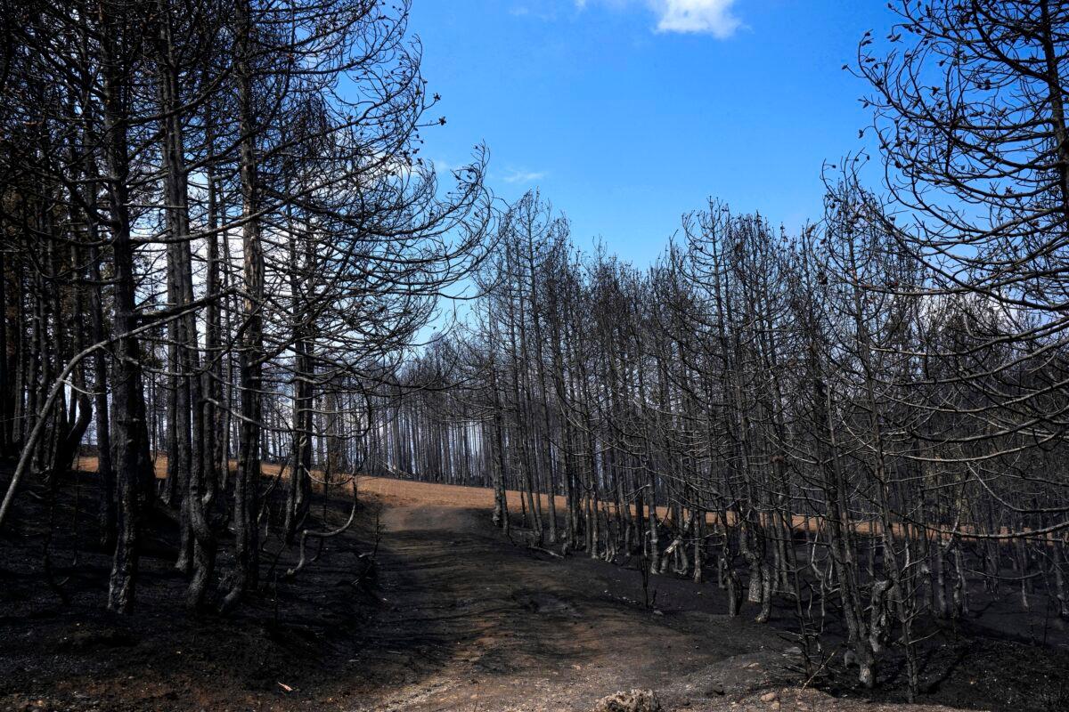 A view of the burnt forest on Evia island, about 181 kilometers (113 miles) north of Athens, Greece, on Aug. 12, 2021. (Petros Karadjias/AP Photo)