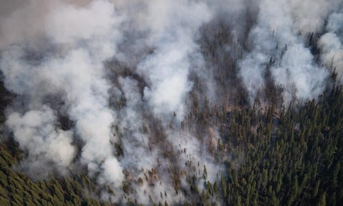 ‘Transformative Change’ Needed in BC Forest Management to Curb Wildfires: Forestry Scientist