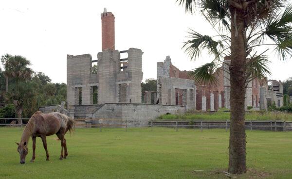 A wild horse grazes next to the ruins of the Dungeness mansion in the south end of Cumberland Island in Camden County, Georgia National Seashore, on Sept. 20, 2008. (Chris Viola/AP Photo)