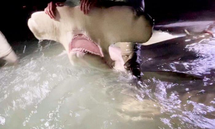 ‘Rare’ 13-Foot Hammerhead Shark Caught, Safely Released Off the Coast of Florida Panhandle