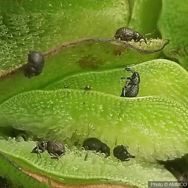 The water-dwelling salvinia weevil feeds exclusively on the salvinia plant and will die without their host. (AMMCO)