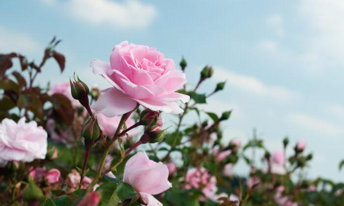 Rose Care: Commonly Asked Questions