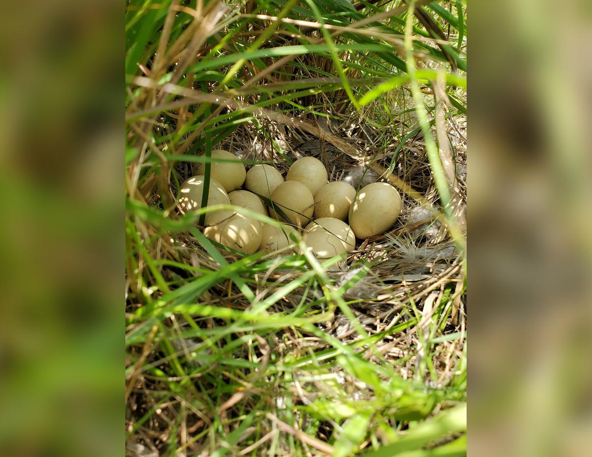 A clutch of Attwater's prairie-chicken eggs in the wild. (Courtesy of <a href="https://www.fws.gov/">U.S. Fish and Wildlife Service</a>)