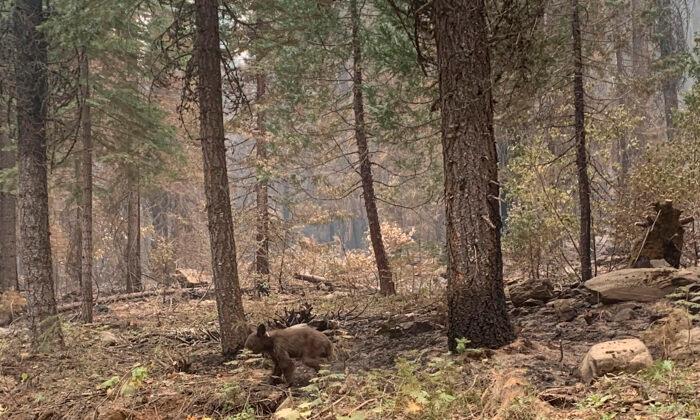 Emaciated Bear Cub May Have Lost Mom to California Wildfire