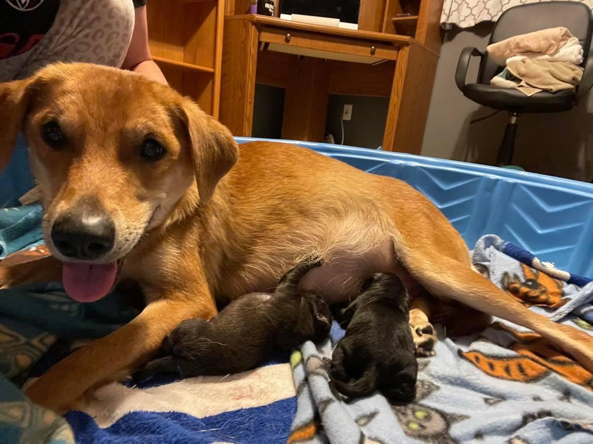 Poppy with her newborn pups. (Courtesy of <a href="https://www.facebook.com/lexi.ruhland">Lexi Johnson</a>)