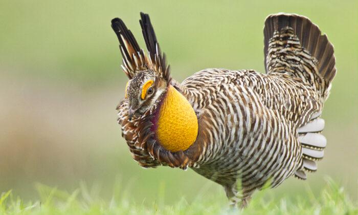 Texas Prairie Chicken With Bright-Orange Air Sacs Once on Verge of Extinction Rebounds: Survey