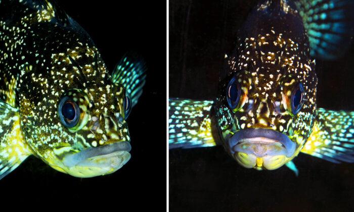 The China Rockfish Is a Splash of Iridescent Color That Seems to Glow in the Dark