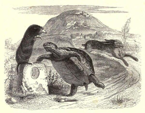 An illustration of “The Hare and the Tortoise” from the 1855 edition of La Fontaine's “Fables.” (Public Domain)