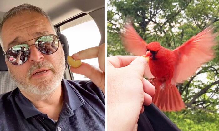 Man Forms Amazing Friendship With Red Cardinal, Shares Lunch With Him Every Day for 20 Months