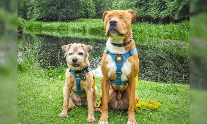 Born Blind, Adventurous Dog Hikes Mountains With Help from ‘Tiny Bodyguard’ Dog Sibling