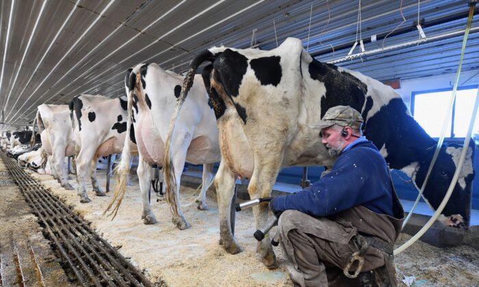 Dairy Farmers to Be Compensated for Losses From Pandemic-Related Price Volatility