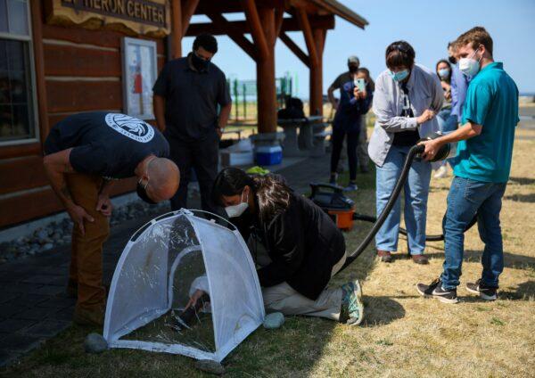 Entomologist Chris Looney watches along with other participants, as Jessica Rendon of the Oregon Department of Agriculture tries out a vacuum system for hornet extraction, during an Asian giant hornet field training day held by the Washington State Department of Agriculture Pest Program, at Birch Bay State Park near Blaine, Wash., on Aug. 18, 2021. (Lindsey Wasson/Reuters)