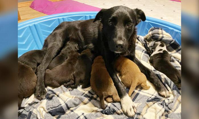 Rescue Dog In Minnesota Adopts 10 Orphaned Puppies After Losing Her Own Litter