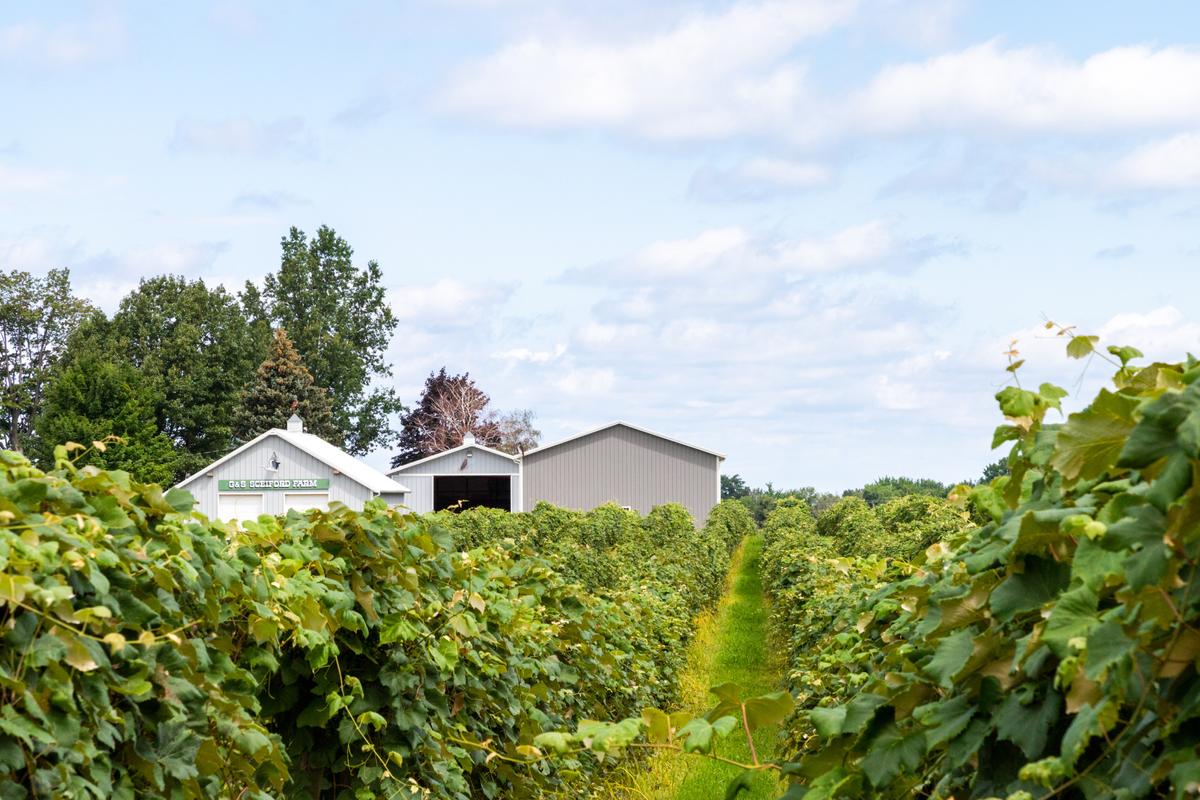 The Lake Erie AVA has 30,000 acres of vineyard spread across New York and Pennsylvania, near Erie, Penn. (Dennis Lennox)