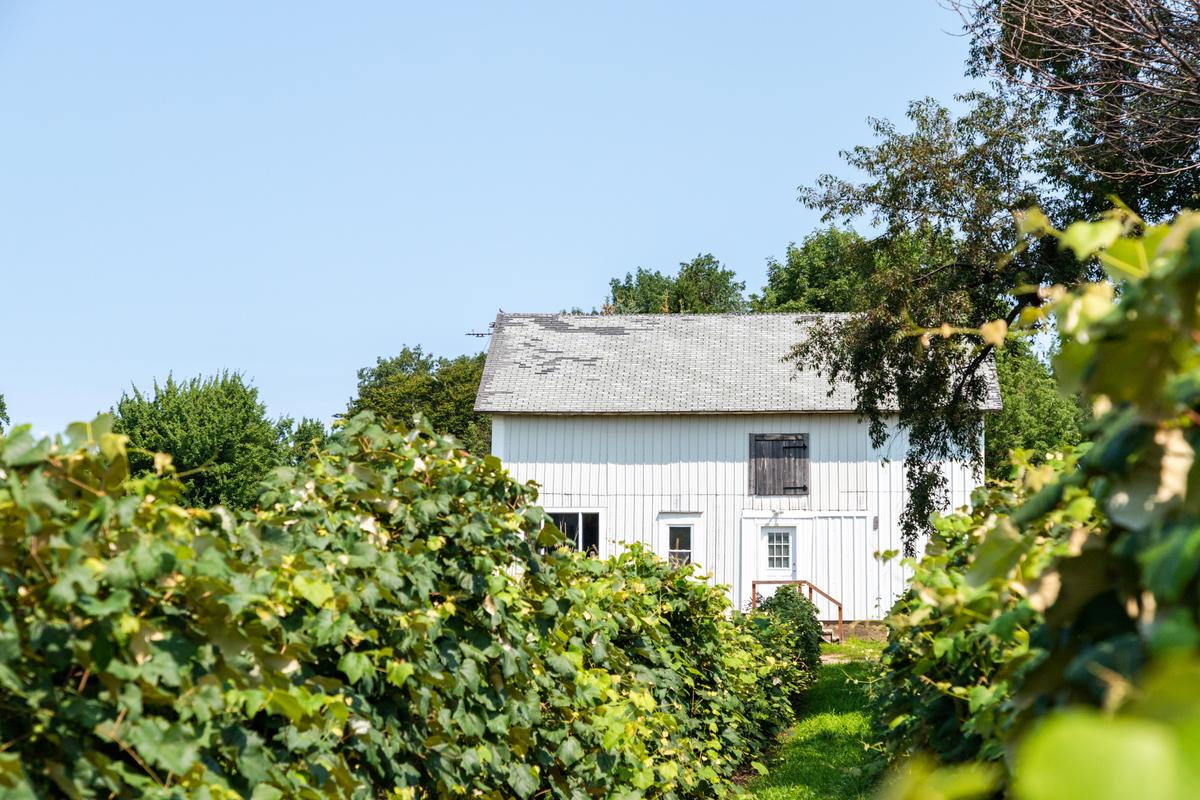 South Shore Wine Co., a brand owned by Mazza Vineyards, has a lineage dating back to before Prohibition. (Dennis Lennox)
