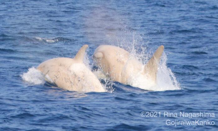 2 Rare White Orcas Swimming Side by Side Surprise Whale Watchers off the Coast of Japan