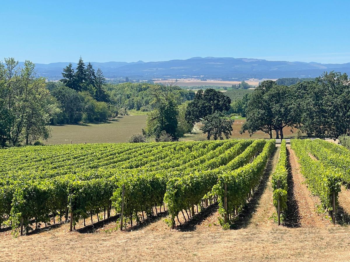 Rows of grape vines at the Eola Hill Vineyard in Ore. (Janna Graber)