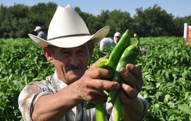 Hatch Chile Fever