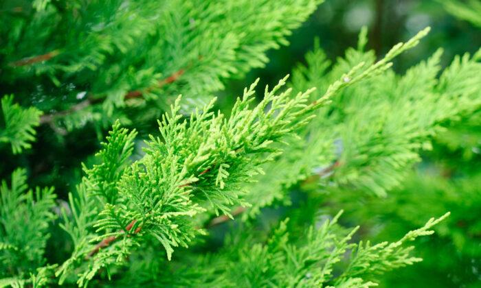 Protecting Cypress Trees From Canker Diseases