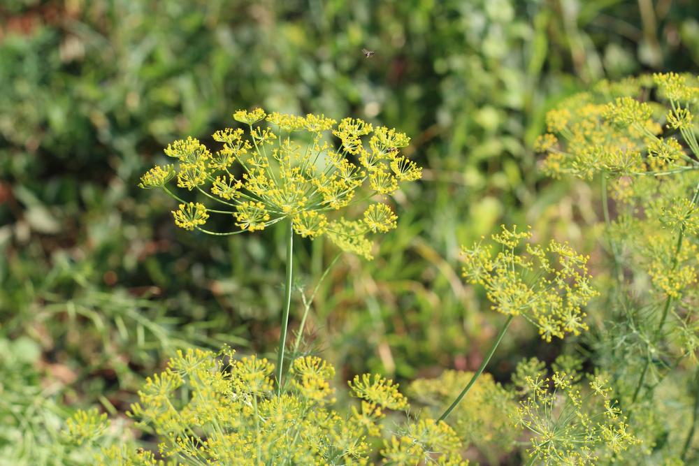 Dill flowers have a penetrating aroma that will make your pickles taste delicious.(White_Fox/Shutterstock)