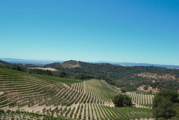 California's Napa Valley is renowned for producing some of the world's finest wines. (Courtesy of Halina Kubalski)