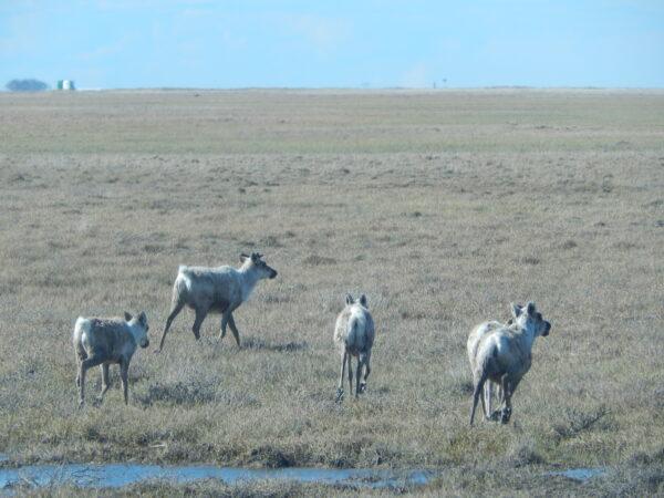Caribou on Alaska's North Slope, with Prudhoe Bay oil installations in the background on June 22, 2014. (Monteux via Wikimedia Commons/CC BY-SA 4.0)