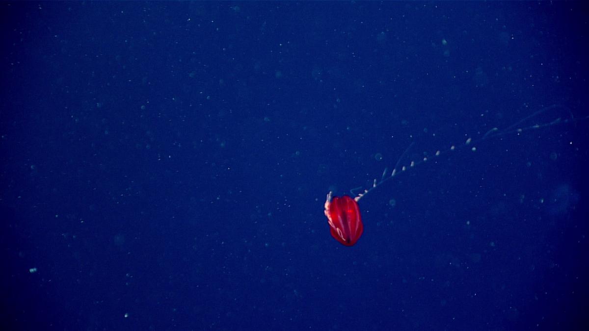 This red ctenophore (in the genus Vampyroctena) was seen at a depth of 700 meters (2,297 feet) during Dive 20 of the 2021 North Atlantic Stepping Stones expedition. (Courtesy of <a href="https://oceanexplorer.noaa.gov/okeanos/explorations/ex2104/features/redjelly/redjelly.html">NOAA Ocean Exploration</a>, 2021 North Atlantic Stepping Stones: New England and Corner Rise Seamounts)