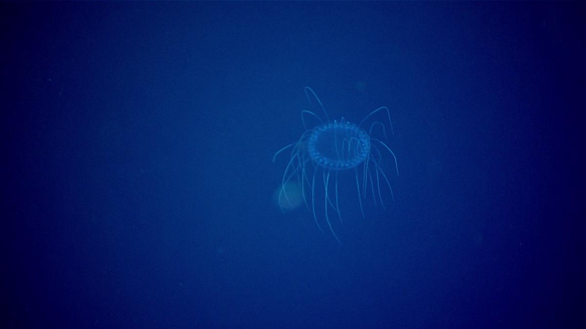 This jellyfish (in the genus Solmissus) was collected during Dive 20 of the 2021 North Atlantic Stepping Stones expedition at a depth of 900 meters (2,953 feet). (Courtesy of <a href="https://oceanexplorer.noaa.gov/okeanos/explorations/ex2104/features/redjelly/redjelly.html">NOAA Ocean Exploration</a>, 2021 North Atlantic Stepping Stones: New England and Corner Rise Seamounts)