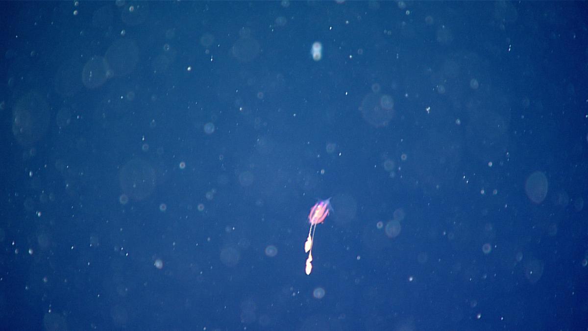 During Dive 20 of the 2021 North Atlantic Stepping Stones expedition, scientists were able to identify this undescribed ctenophore (or comb jelly) as belonging to the order Cydippida. It was seen during the 1,200-meter (3,937-foot) dive transect. (Courtesy of <a href="https://oceanexplorer.noaa.gov/okeanos/explorations/ex2104/features/redjelly/redjelly.html">NOAA Ocean Exploration</a>, 2021 North Atlantic Stepping Stones: New England and Corner Rise Seamounts)