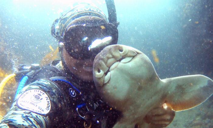 VIDEO: Scuba Diver Who Cuddled Baby Shark 11 Years Ago Reunites With Underwater Friend