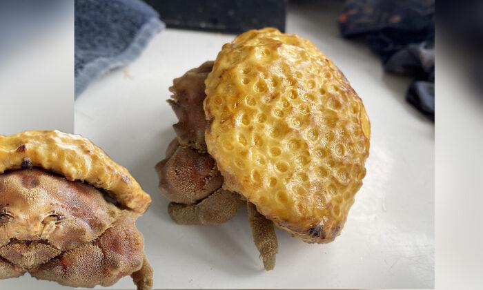 Fisherman Catches Ultra-Rare Sponge Crab That ‘Looks Like a Pastry’ off the Coast of England