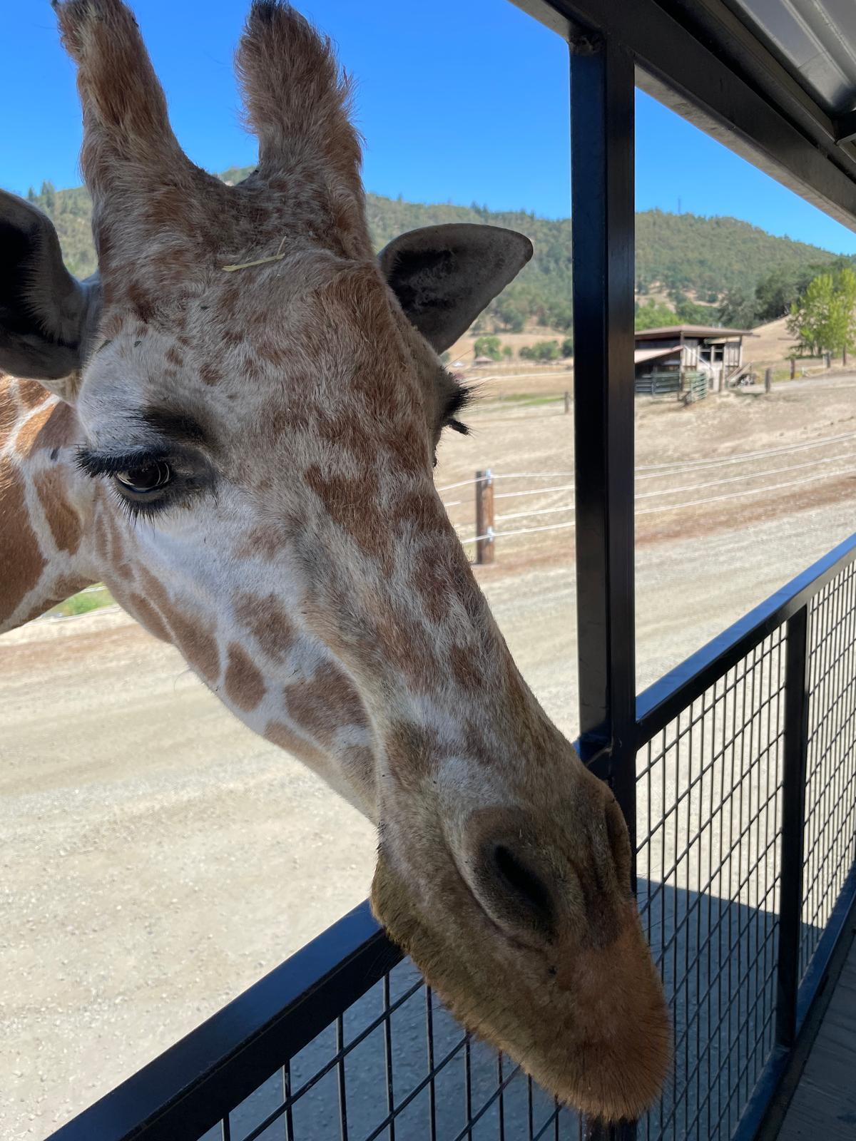 A giraffe comes up close at the Wild Animal Safari in Winston, Oregon. (Benjamin Rader/Janna Graber)
