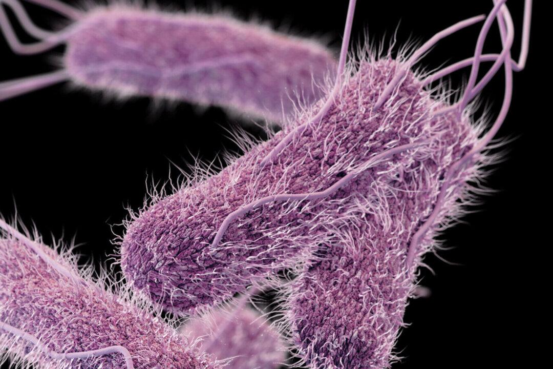 CDC Probe Finds Gold Medal Flour Was Source of Recent Salmonella Outbreak