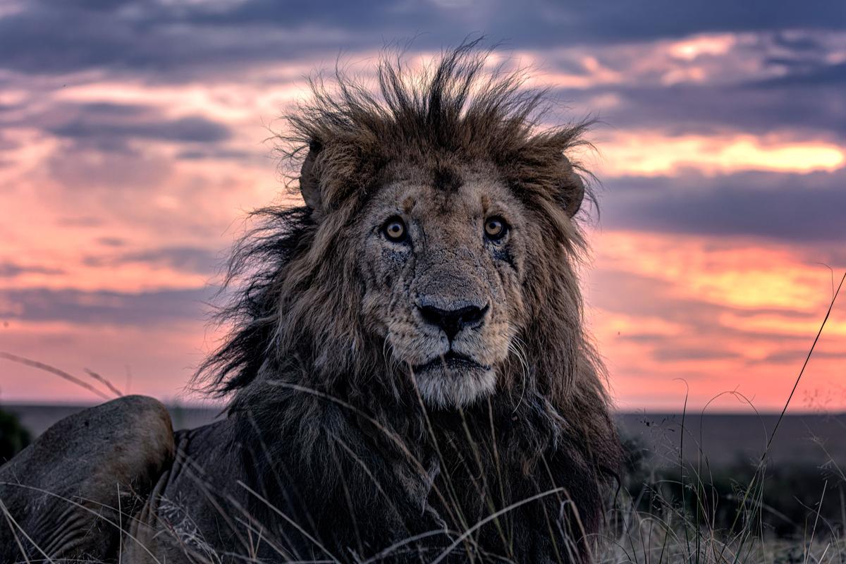 Amazing pictures show the oldest known lion in a national reserve in Kenya. (Courtesy of Caters News)