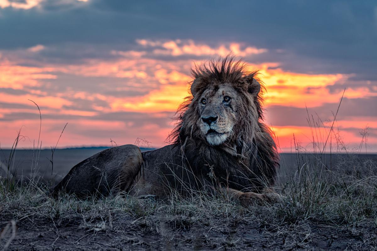 Morani, the oldest lion in the Maasai Mara. (Courtesy of Caters News)