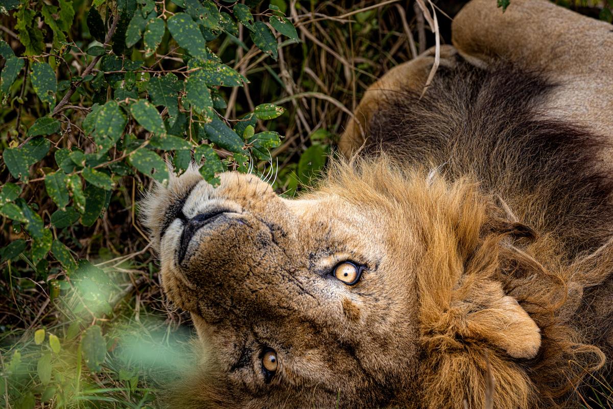 Fourteen-year-old Morani recently took the title of oldest lion in the Maasai Mara after the passing of his brother and prior record holder, Scarface, earlier this year. (Courtesy of Caters News)