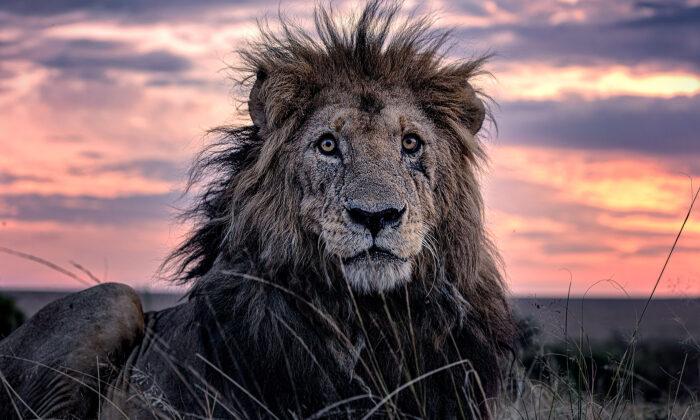 Photos Show the Oldest Known Lion in the Maasai Mara Wildlife Reserve in Kenya