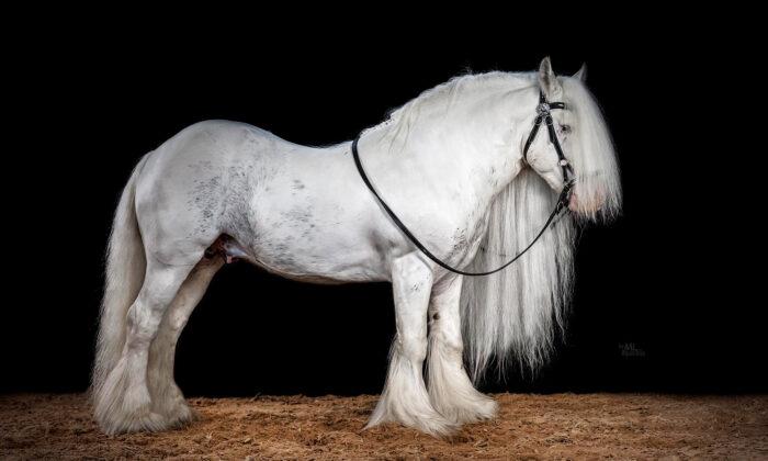 Meet Titanium, the Handsome Silver-Haired Stallion Who Has Become a ‘Superstar’