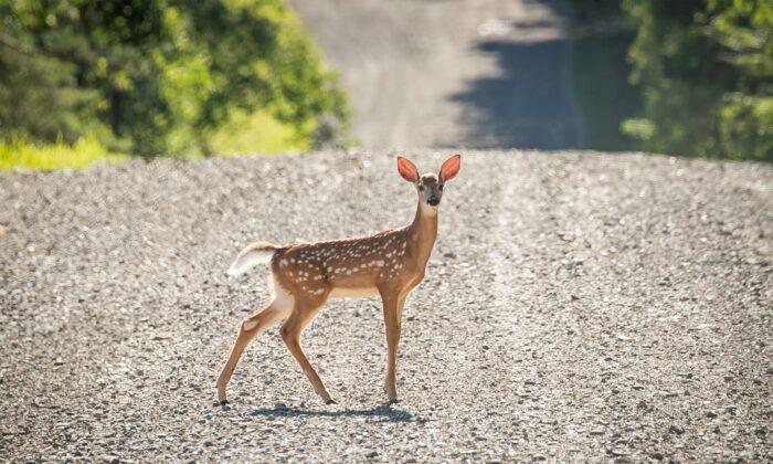 Deer in NY Infected With COVID-19 Omicron Variant: Study