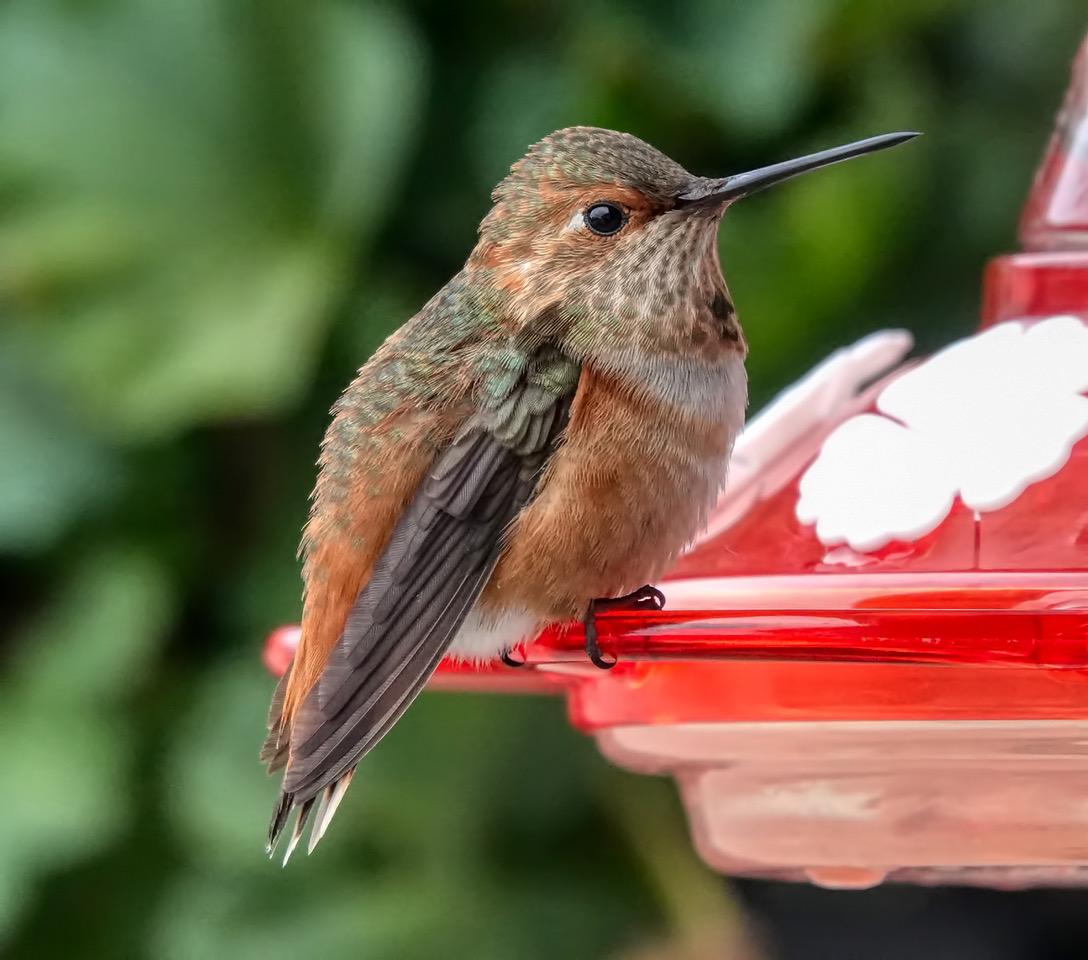A closeup of the "mean one." (Courtesy of <a href="https://www.hummingbirdsbyterry.com/">Terry Williams</a>)