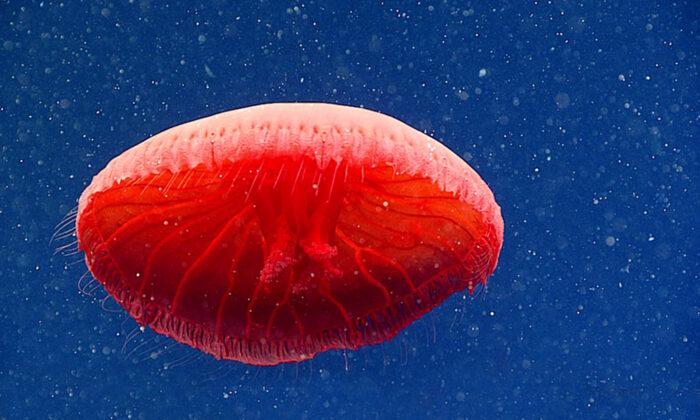 Ocean Researchers Record Beautiful ‘Undescribed’ Species of Red Jellyfish 2,300 Feet Under the Sea