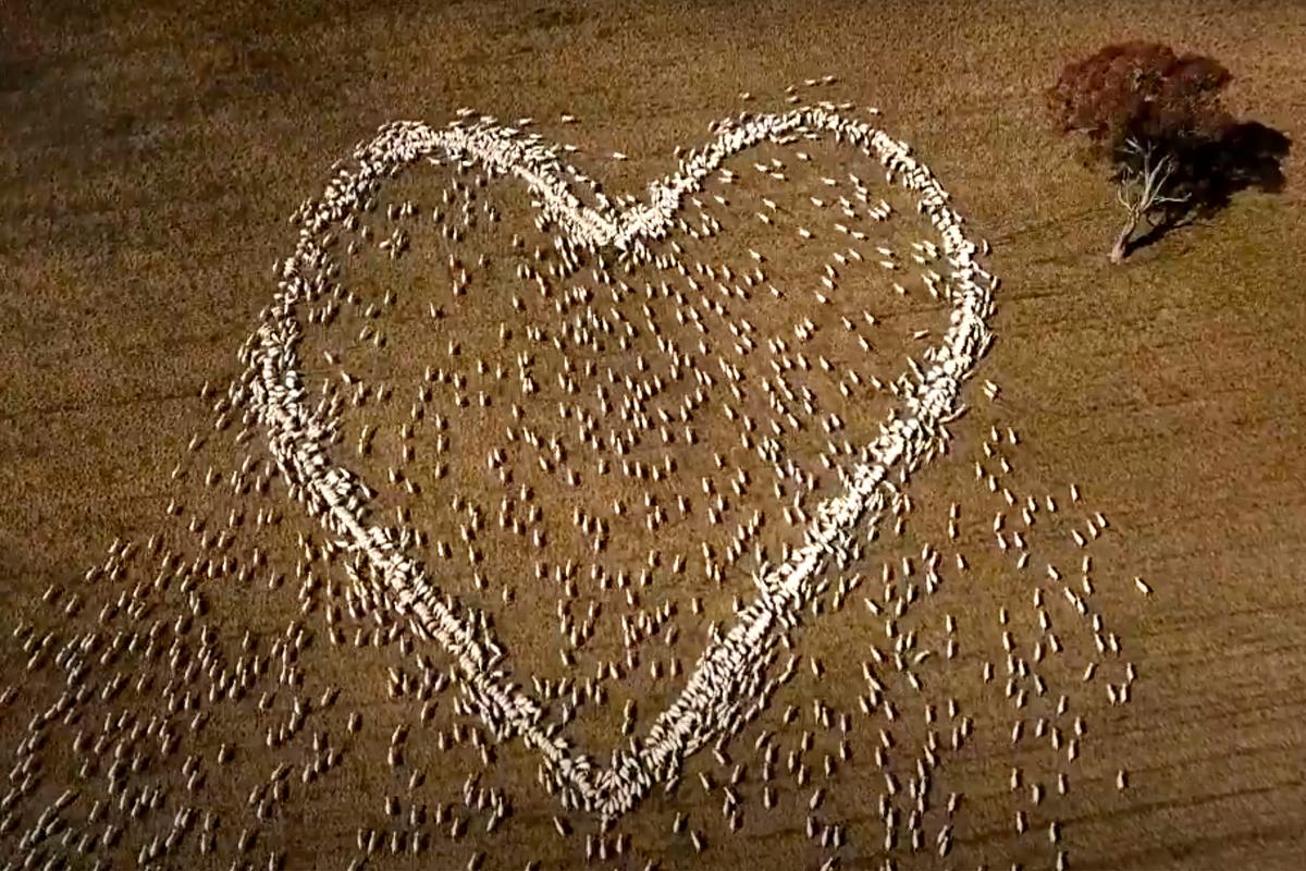 This image, taken from drone video, shows sheep forming the shape of a heart in a field in Guyra, northern New South Wales, Australia, Aug. 5, 2021. (Ben Jackson/AP)