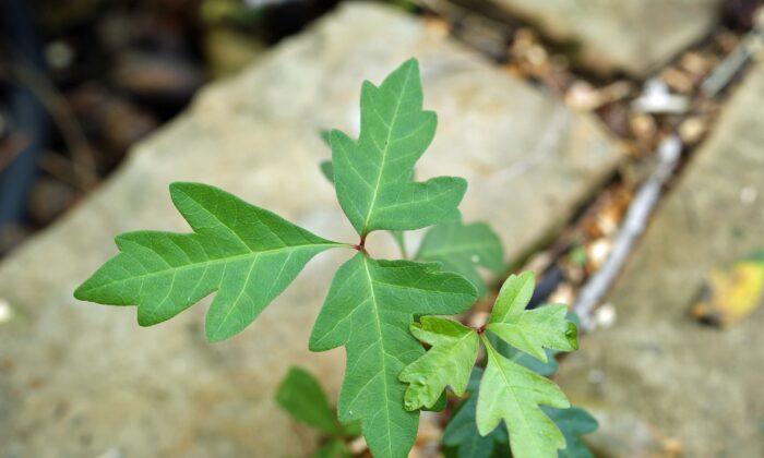 Poison Ivy Can Work Itchy Agony on Your Skin