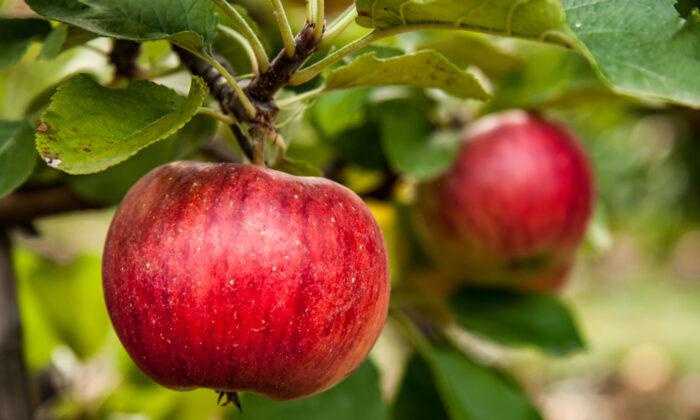 How to Tell When Apples and Pears Are Ready to Harvest