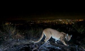 Mountain Lion Kills California Man, Mauls Another