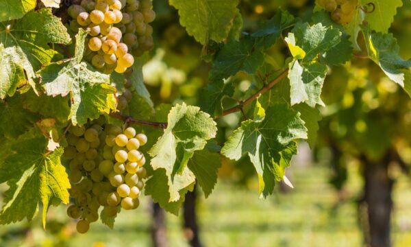 Sauvignon blanc is one of the world's most descriptive grape varietals, with a multitude of personas based not only on the grape variety, but also on where it grows, how it's made, and what the vintage delivered. (patjo/shutterstock)