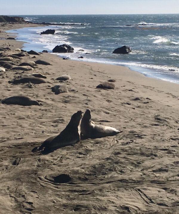 Elephant seals face off on a beach near San Simeon, California. (Margot Black)