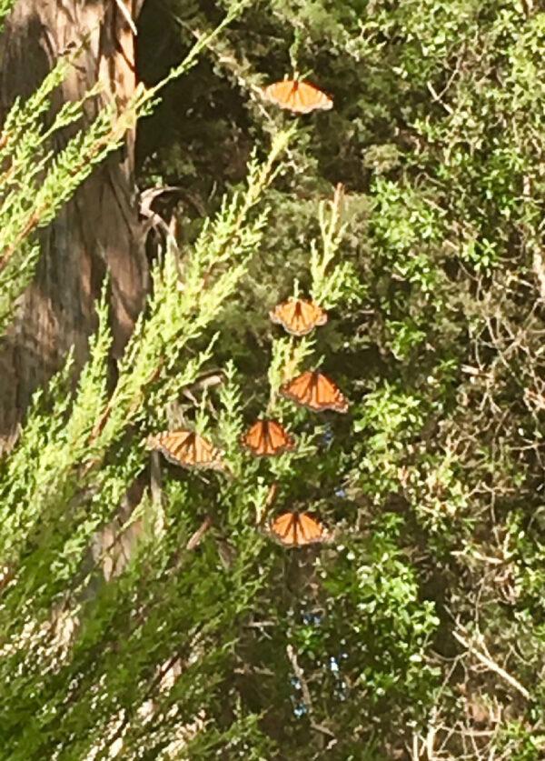 Monarch butterflies land in a tree near Pismo Beach, California. (Margot Black)